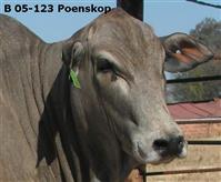 B 05-123 Poenskop