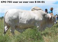 KPO 755 vaar se vaar van B 04-001