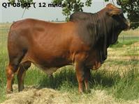 QT 08-01 (12mnde)