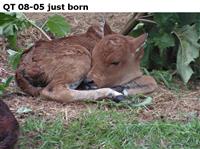 QT 08-05 just born