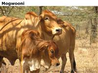 Mogwooni