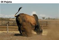 OlPejeta