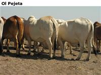 OlPejeta