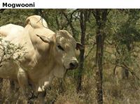 Mogwooni