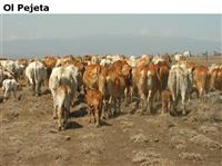 OlPejeta