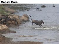 MaasaiMara