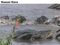 MaasaiMara