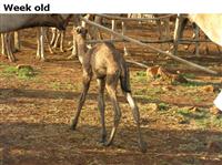 Weekold