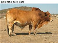 KPO956Sire359