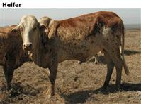 Heifer