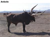 Ankole
