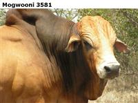 Mogwooni3581