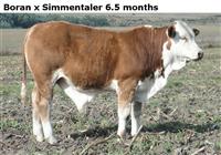 BoranxSimmentaler6.5months
