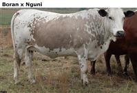 BoranxNguni