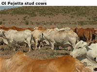 OlPejettastudcows