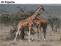 OlPejetta