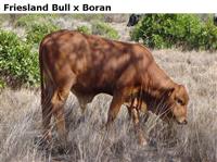 FrieslandBullxBoran