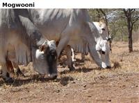 Mogwooni