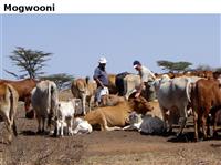 Mogwooni