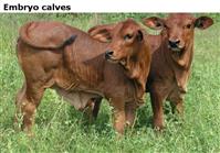 Embryo calves