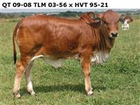 QT 09-08. TLM 03-56 x HVT 95-21