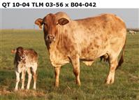 QT 10-04. TLM 03-56 x B 04-042