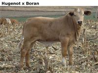 HugenotxBoran