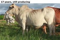 17years,stillproducing