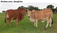 Mother,son,daughter