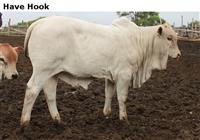 HaveHook