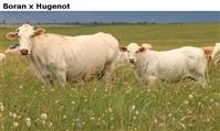 BoranxHugenot