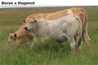 BoranxHugenot