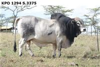 KPO1294S.3375