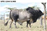 KPO1244S.985