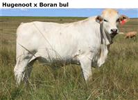 HugenootxBoranbul