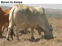BoraninKenya