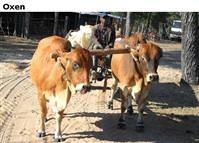 Oxen