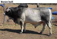 Boranbull