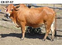 CB07-57