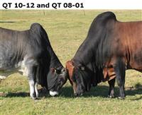 QT 10-12 and QT 08-01