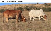 CFH 07-293 en B05-90