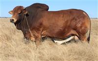 QT 12-30 TARZAN. R 1,700,000-00