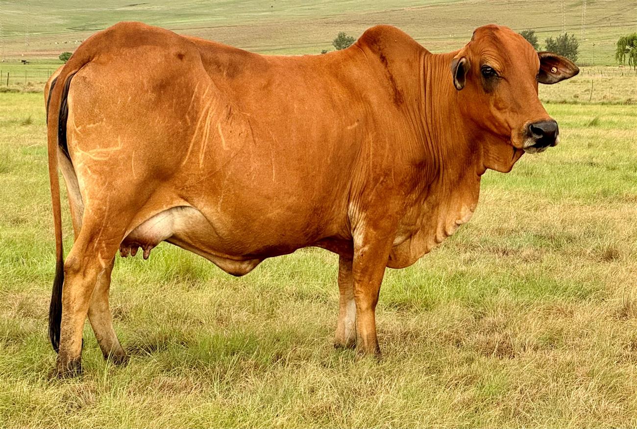 R. LUD 17-182 