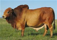 TLM 02-01(Buffel)