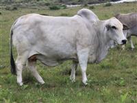 B 05-123(Poena)