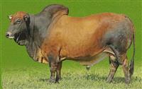 SS 12-56 Fred